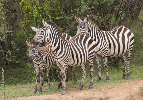 Zebras at the bank of Mara river , Masai Mara, Kenya