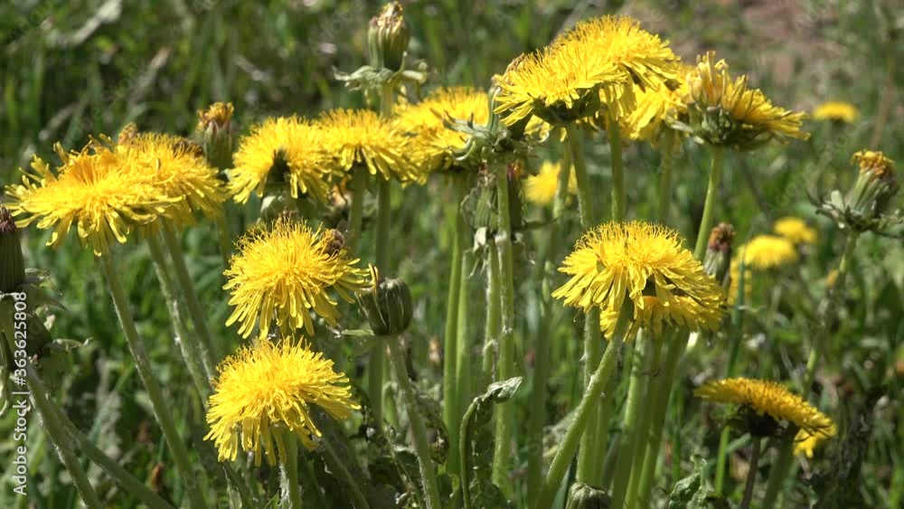 close up macro photo of a bee on yellow flower dandelion close up macro photo of a bee on yellow flower dandelion