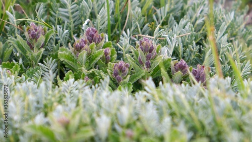 purple flowers in the garden