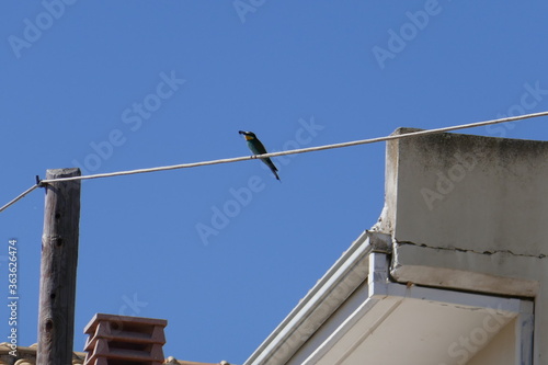 bee-eater on an electricity wire in front of a house