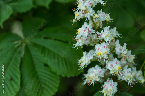candle of inflorescence of chestnut (aesculus) with white and pink petals and green leaves