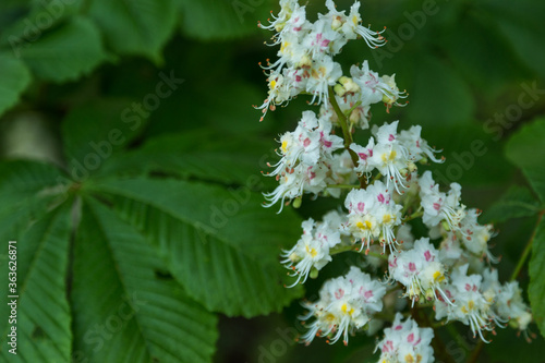 candle of inflorescence of chestnut (aesculus) with white and pink petals and green leaves