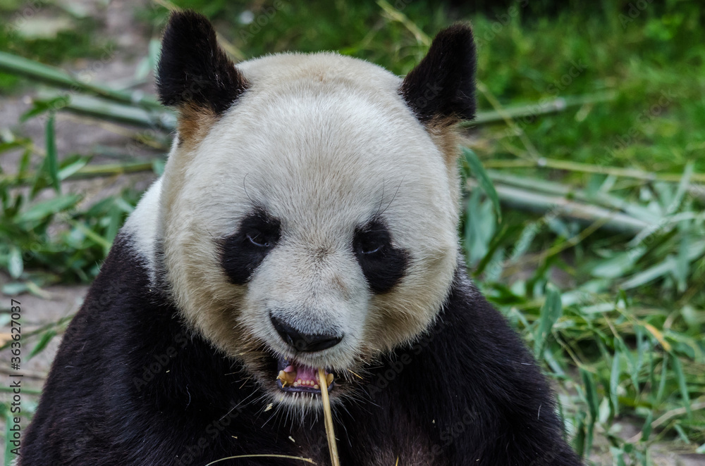 Naklejka premium the meal