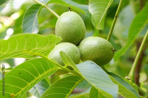 green walnuts on the tree