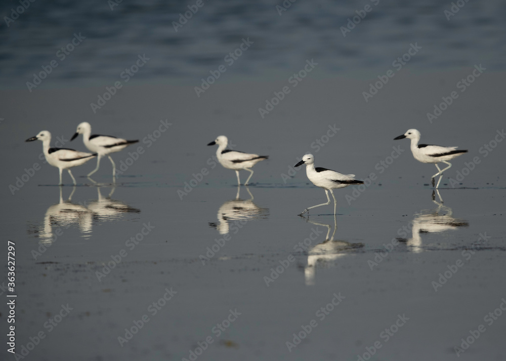 Crab plovers at Busaiteen coast, Bahrain