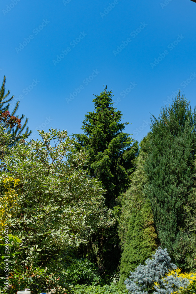 Landscaped garden with evergreen and deciduous trees. Original multi-color landscape of pines, thuja, boxwood and other relic plants. Nature concept for design.