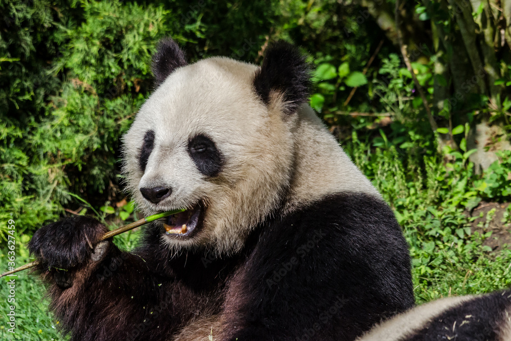 Fototapeta premium the meal