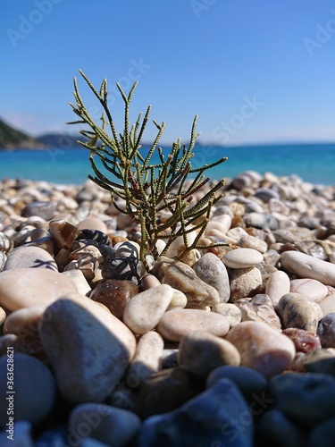 close-up of pebbles on the beach with a small branch