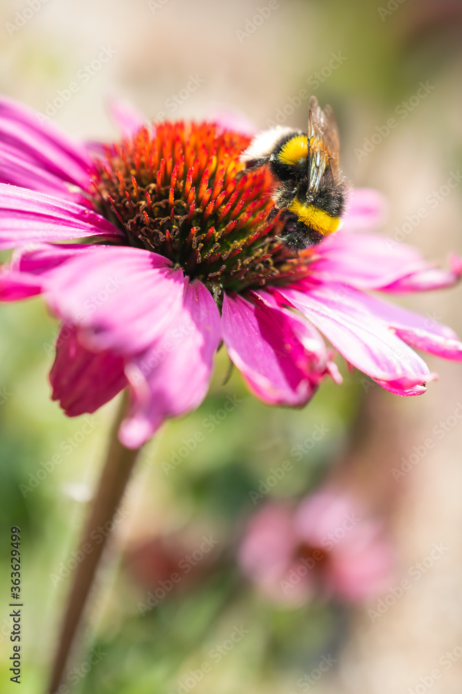 A pink echinacea, coneflower, with a white tailed bombus lucorum bumblebee on top.The bee is in profile and her stripes and white tail can be seen. A pink echinacea, coneflower, with a white tailed bombus lucorum bumblebee on top.The bee is in profile and her stripes and white tail can be seen.