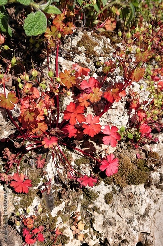 small plant wild geranium growing in the rocks