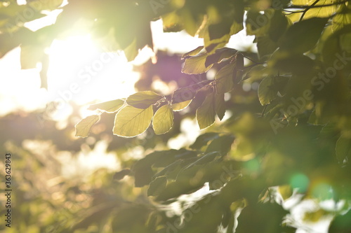 Bild auf Leinwand Sonnenstrahlen fallen durch das Blätterdach