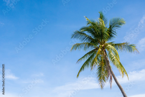 Coconut tree on blue sky 
