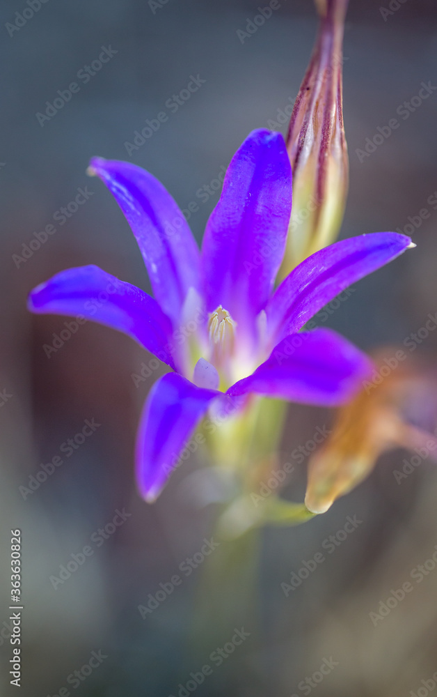 Wildflower Wildflower