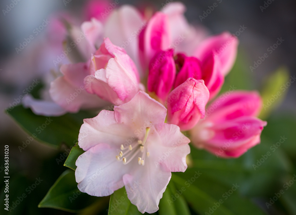 Flowers Flowers