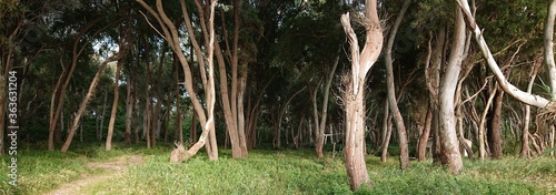 banner sized panorama of trees with grass undergrowth