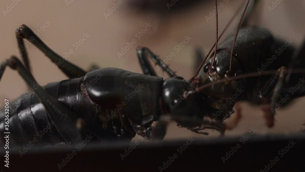 Two crickets fight over a dark corner of a tank Two crickets fight over a dark corner of a tank