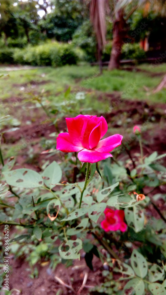 Pink rose Closeup
