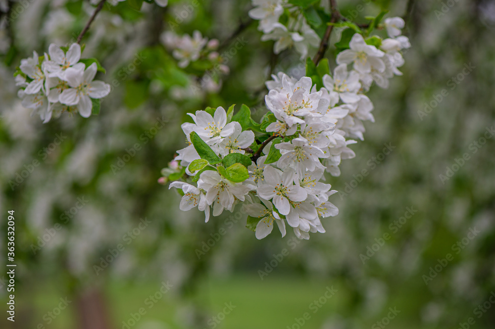 branch of an apple tree with blooming flowers in the garden. branch of an apple tree with blooming flowers in the garden.