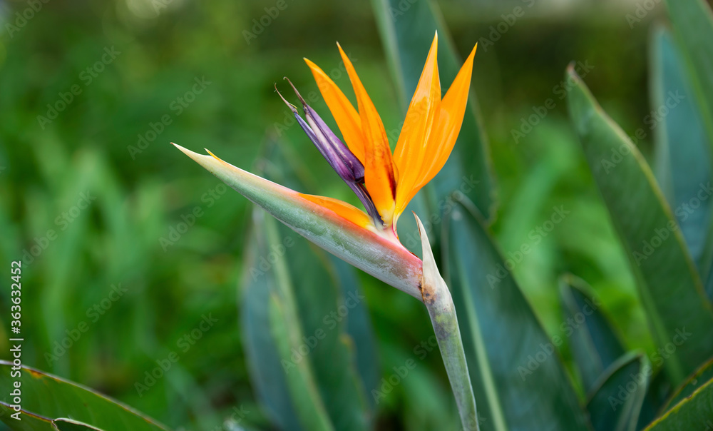 Beautiful Strelitzia Flower in South African Garden Beautiful Strelitzia Flower in South African Garden