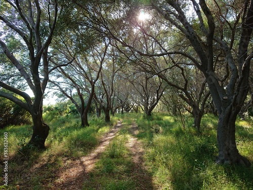 path trough olive grove, with low sun