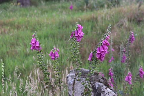 Pink foxgloves by rock with green grass background 