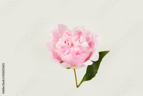 Isolated blooming peony flower with a water drops