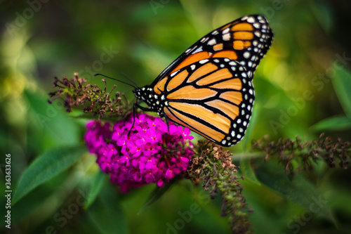 Monarch butterfly on a flower © Ben
