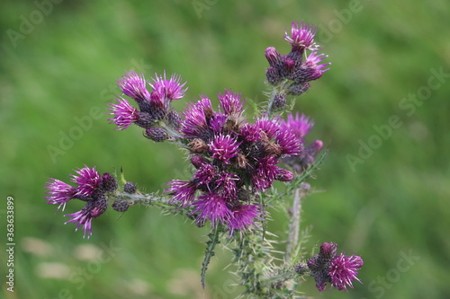 Pink thistle with green grass background.