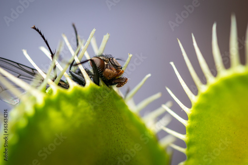 the head of a fly sticking out of a venus fly trap after being caught when the trap closed shut 