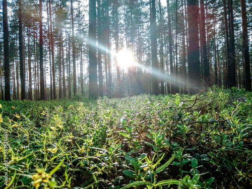 Sunset in the forest. Close plan. A ray of sun on the ground.