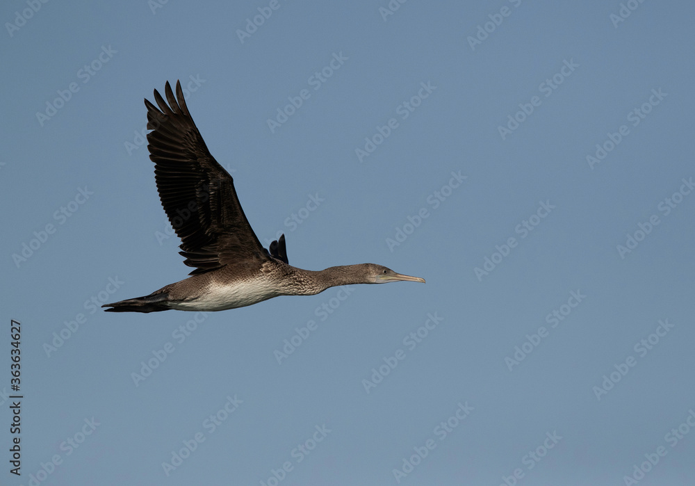 Socotr cormorant flying at Busaiteen coast, Bahrain Socotr cormorant flying at Busaiteen coast, Bahrain