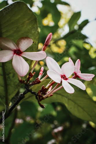 pink magnolia flowers