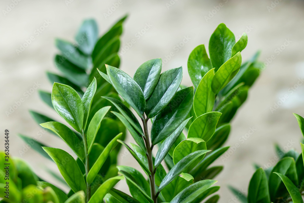 Zamioculcas zamifolia- dollar tree. Zanzibar Gem The tree is named auspicious. Suitable for decorating your home and office.