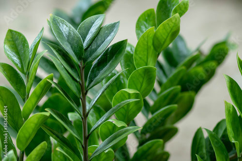 Zamioculcas zamifolia- dollar tree. Zanzibar Gem The tree is named auspicious. Suitable for decorating your home and office.