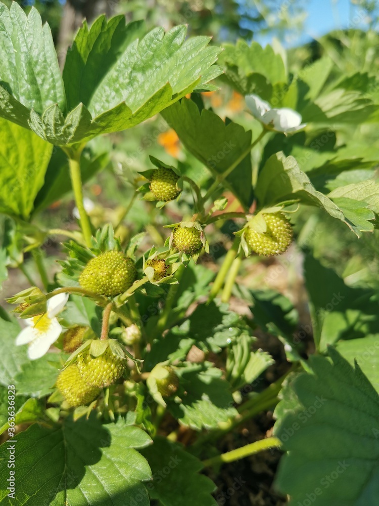 Organic strawberry bush. Vertical photograph. Organic strawberry bush. Vertical photograph.