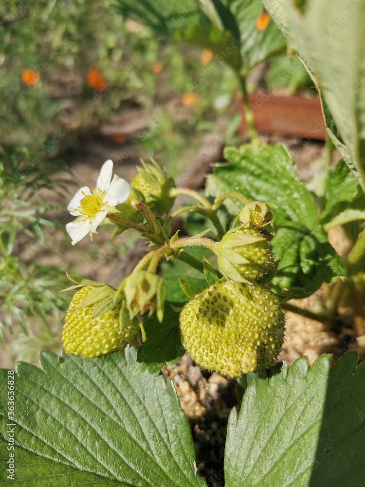 Organic strawberry bush. Vertical photograph. Organic strawberry bush. Vertical photograph.