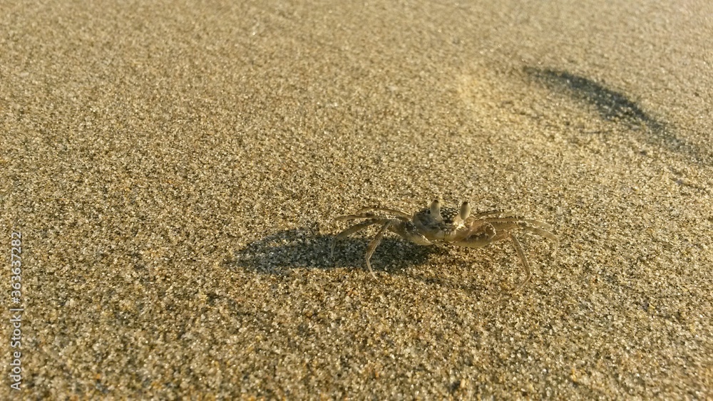 crab on the beach crab on the beach