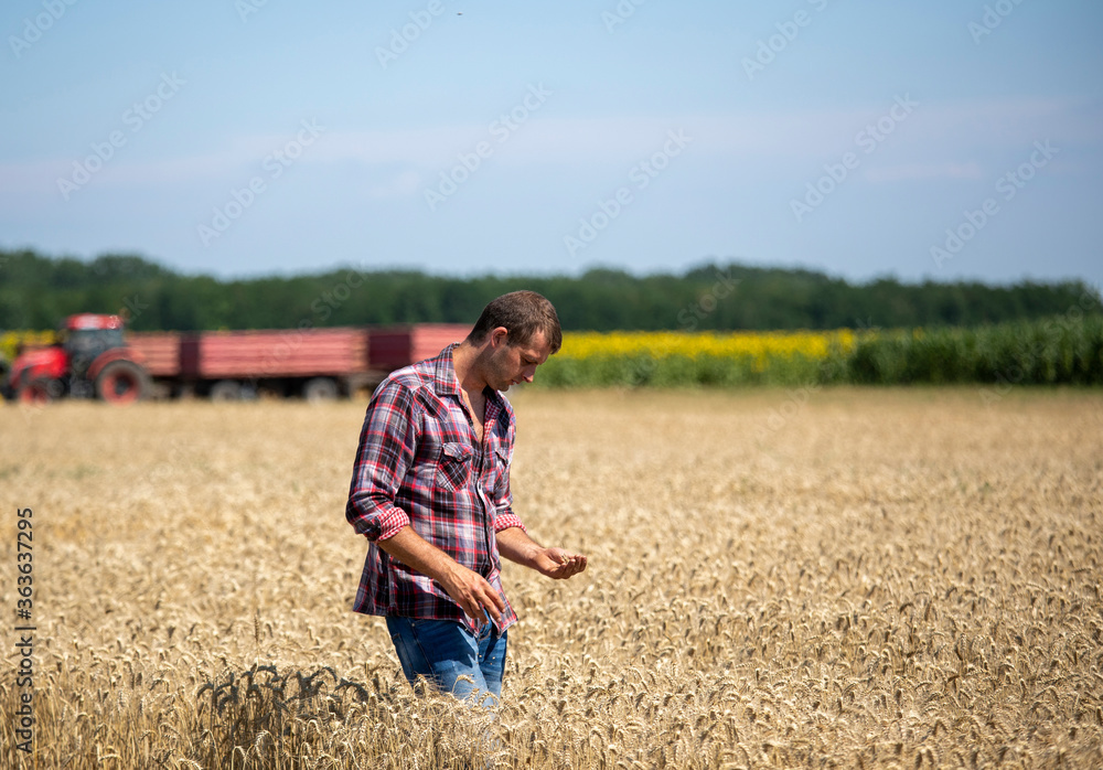 Farmer holding wheat grains in ripe field Farmer holding wheat grains in ripe field