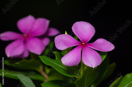 Pink Periwinkle flowers blooming with black background