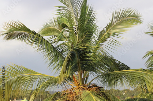 coconut palm tree