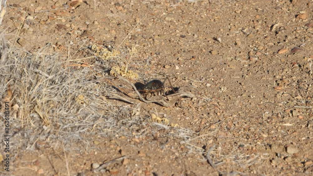 Female mormon cricket laying eggs in a hole behind a stick Female mormon cricket laying eggs in a hole behind a stick