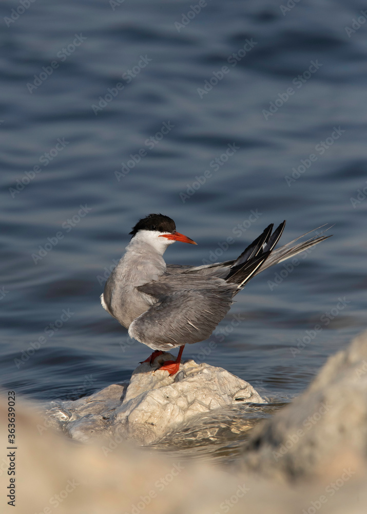 A White-cheeked Tern preening at Busaiteen coast, Bahrain A White-cheeked Tern preening at Busaiteen coast, Bahrain