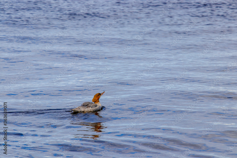 Obraz premium duck on the water