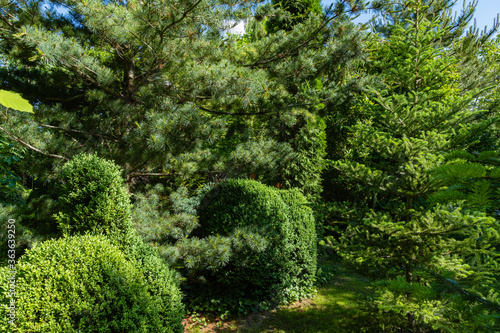 Evergreen landscaped garden. Boxwood Buxus sempervirens or European box with bright shiny young green foliage. Blurred green background. Close up. Selective focus. Place for your text.