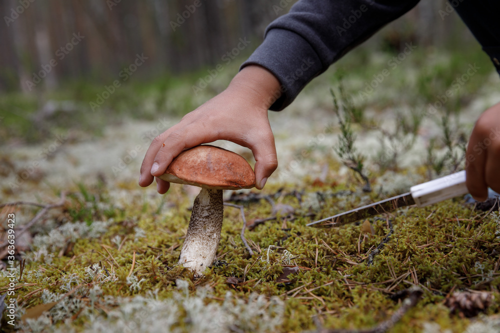 Obraz na plátně A small child cleans mushrooms in the forest