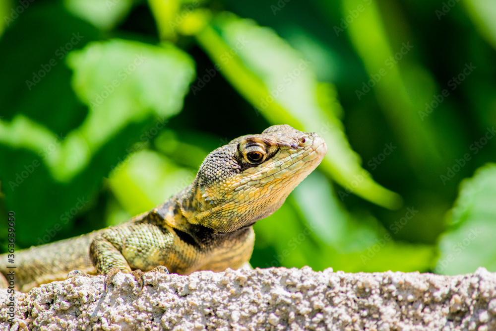 Calango (Tropiduridae, Cnemidophorus, Tropidurus) Calango (Tropiduridae, Cnemidophorus, Tropidurus)