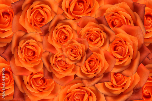  a beautiful orange rose with a white background © Akrom