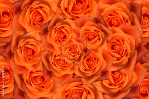  a beautiful orange rose with a white background