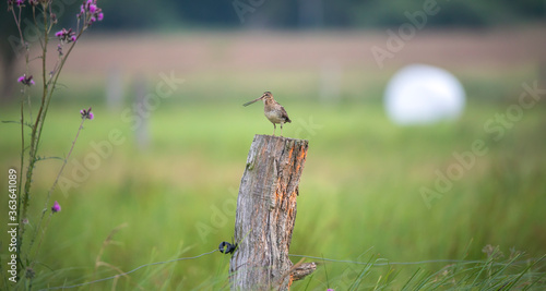 The Common Snipe Gallinago gallinago looking for food in the meadow and flies and sits on wooden poles photo