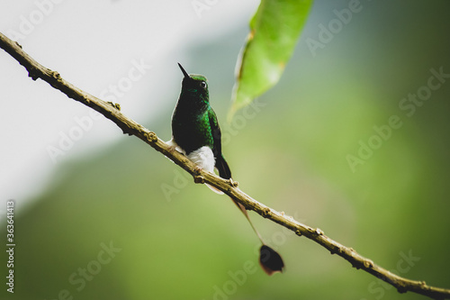 El colibrí de raqueta o colibrí cola de hoja o cola de raqueta / White-booted racket-tail Hummingbird / Ocreatus underwoodii - Alambi, Ecuador photo